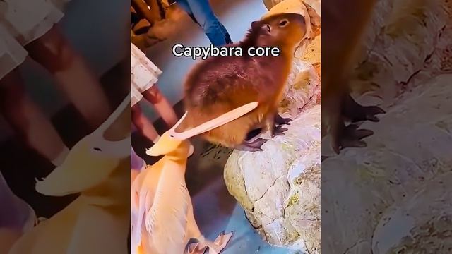 Капибара часть1🐹