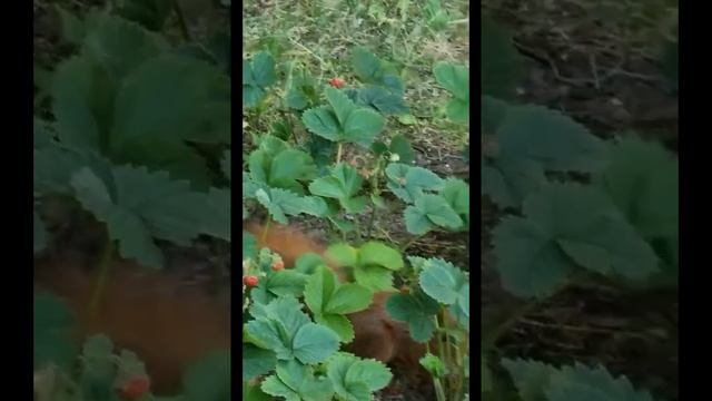 Белка клубничная