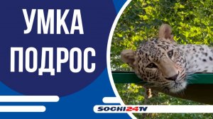 В Центре восстановления переднеазиатского леопарда подрос Умка