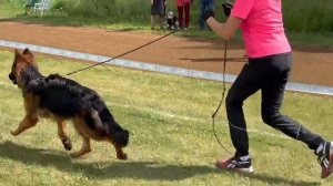 ЩЕНКИ СУКИ ДШ / КЧК ЗАРЕЧНЫЙ 22 июня`25 Ю.Скиба Моно немецких овчарок