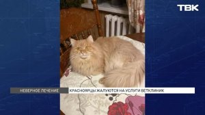 Коту хотели ампутировать здоровую лапу в красноярской ветклинике