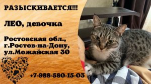 Пропала кошка! ЛЕО, девочка. Ростовская обл., г.Ростов-на-Дону.