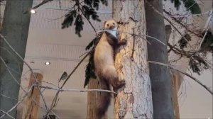 Древний лес в зоомузее…