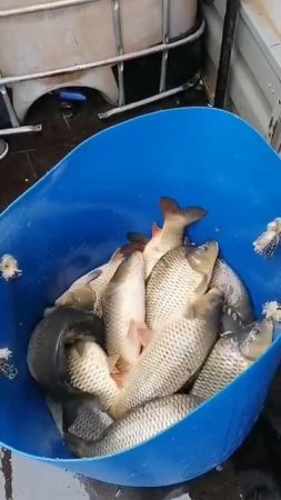 КРХ ТРИФОН