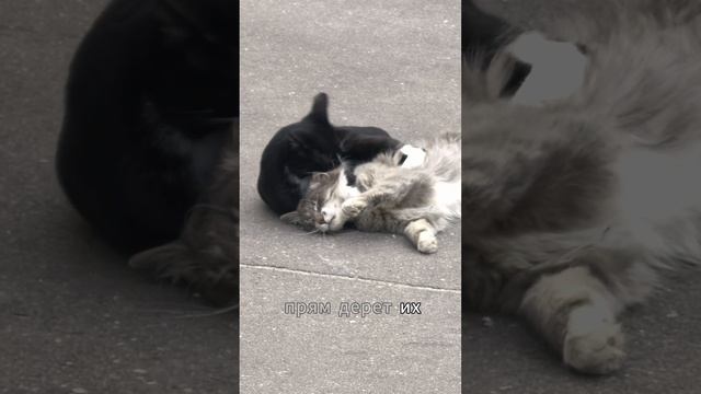 Коты на могилах, истории о которых говорят люди.