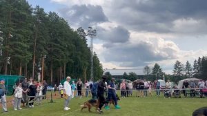 РАБОЧИЙ СУКИ / КЧК ЗАРЕЧНЫЙ 22 июня`25 Ю.Скиба Моно немецких овчарок