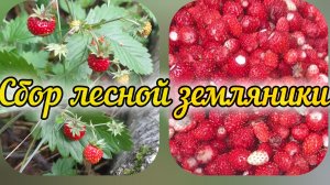 Начала собирать землянику в лесу, закончила сбором клубники в поле