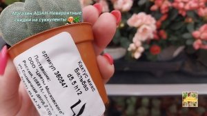 Магазин АШАН-невероятные скидки на Суккуленты.💖🌿