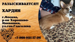 Пропала собака! ХАРДИН. г.Москва, р-н Хорошево-Мневники.