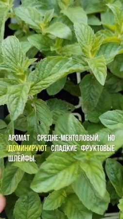 Ваш экзотический коктейль на грядке