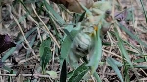 Рождение имаго