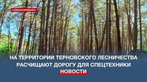 На территории Терновского лесничества расчистили дорогу для спецтехники