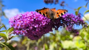 Лето вернулось!