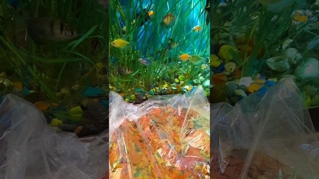 Новый хлопьевидный корм для рыбок. смотреть онлайн