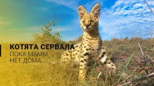 Игривые котята сервала. Пока мама на охоте!
