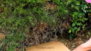 PLANT GROWING HACKS FOR BEGINNERS! Easy Tips That Actually Work ✨