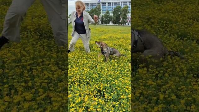 Элегантная малышка Джаконда ищет дом в добрые руки❤️