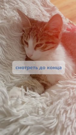 Операция «Ы»
