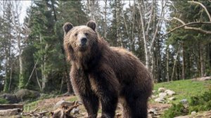 В США медведь гризли растерзал велосипедиста