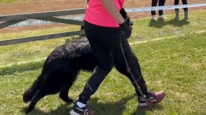 ЩЕНКИ КОБЕЛИ ДШ / КЧК ЗАРЕЧНЫЙ 22 июня`25 Ю.Скиба Моно немецких овчарок