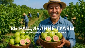 Как выращивают гуаву на продажу?