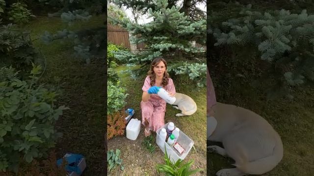 Тля на розах. Чем обработать?