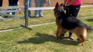 ОТКРЫТЫЙ КОБЕЛИ ДШ / КЧК ЗАРЕЧНЫЙ 22 июня`25 Ю.Скиба Моно немецких овчарок