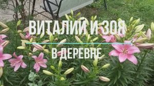 Жизнь в деревне. Хроника дня : Сад и огород