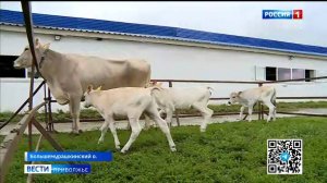В Нижегородской области на одном из племзаводов у коровы родилась тройня — два теленка и телочка