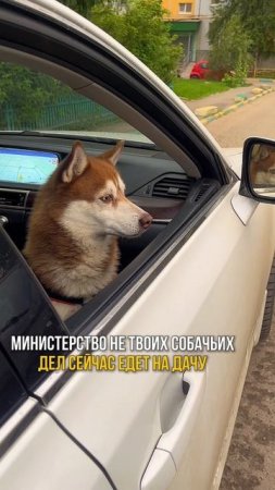 Министерство не твоих собачьих дел сообщает: срочная командировка на дачу в четверг! 🐶✨
Поездка стро