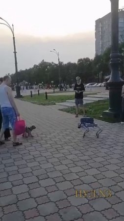 В Благовещенске робопес познакомился с настоящей собакой