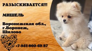 Пропала собака! МИШЕЛЬ. Воронежская обл., г.Воронеж.
