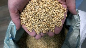 Немецкие политики объяснили провал пивоваренной отрасли страны