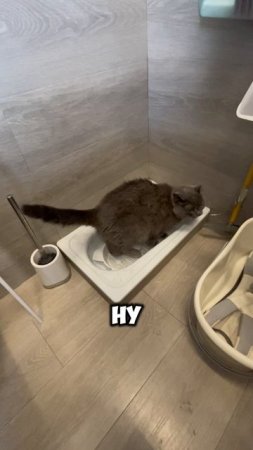 Малиновая жизнь кота😀 #стройка #лайфхак #санузел