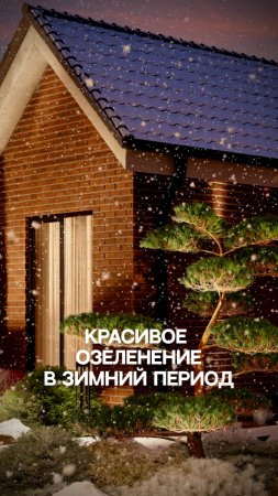 Красивое озеленение в зимний период
