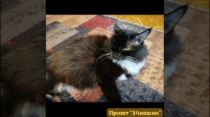 Ангелы в доме- светло на душе.