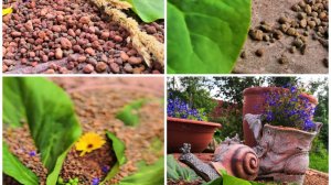 Керамзит в ландшафтном дизайне и растениеводстве