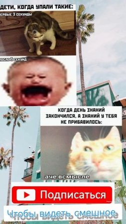 Новые мемы