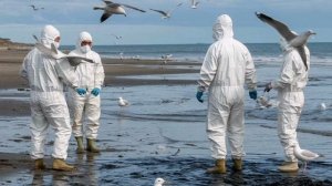 Разлив мазута в Чёрном море