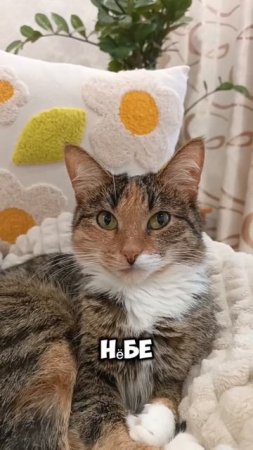 ТГК:Симбочка милочка 🐱😸😻
