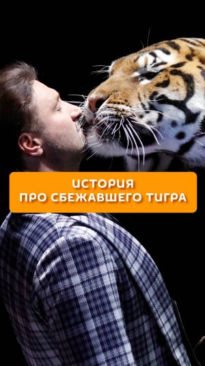 История про сбежавшего тигра