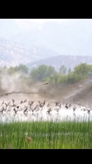 Ловят диких птиц для кольцевания 🕊️