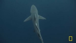 When Sharks Attack: Bloody Waters & Deadly Coasts | MEGA EPISODE | Nat Geo Animals