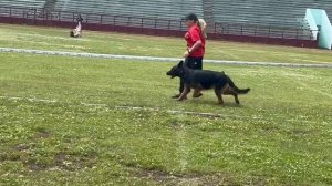 РАБОЧИЙ СУКИ ДШ / КЧК ЗАРЕЧНЫЙ 22 июня`25 Ю.Скиба Моно немецких овчарок