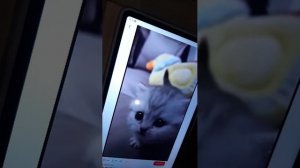 котики