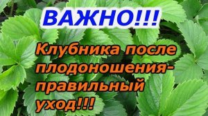 Клубника после плодоношения. Важные 3 шага, чтобы  клубника восстановилась