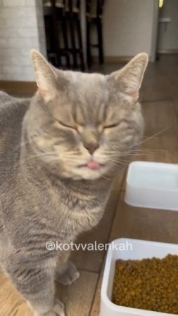 Несправедливость! #котики #котвваленках