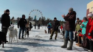 Выставка лаек 2018. Судья Молчанов  Александр. Эксперт 1-ой категории
