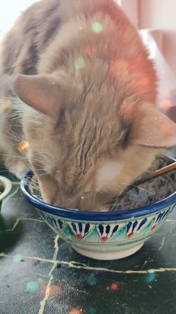 Коты и дрессировка #мейкун #котики #котофейка #мейнкун #cat #моякошка #видосыоткота #красиваякошка