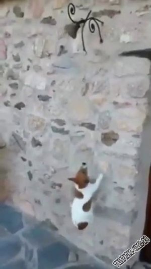 Открывайте я пришёл